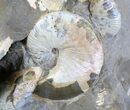 Cluster Of Iridescent Scaphites Ammonites - South Dakota #20019-2